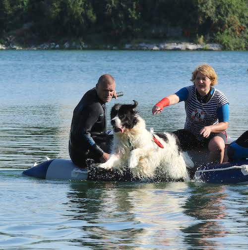 top male,top female,top junior dog